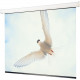 Draper Targa Contemporary motor-in-roller electric screen - 50" x 67" - Fiberglass Matt White - 84" Diagonal 116014